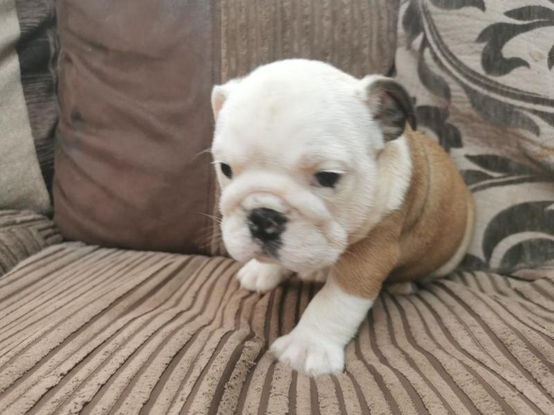 Well trained male and female English Bulldog puppies for adoption. (604) 265-8412 Image eClassifieds4u