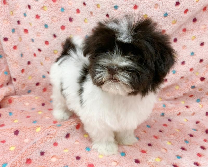 Havanese Puppies - Updated On All Shots Available For Rehoming Image eClassifieds4u