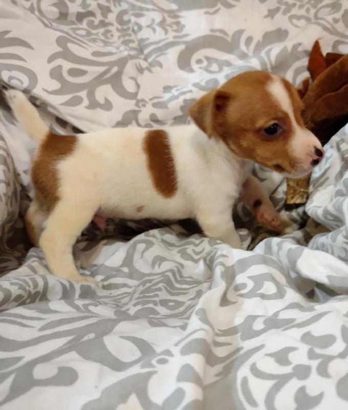 Jack Russell Terrier Puppies - Updated On All Shots Available For Rehoming Image eClassifieds4u