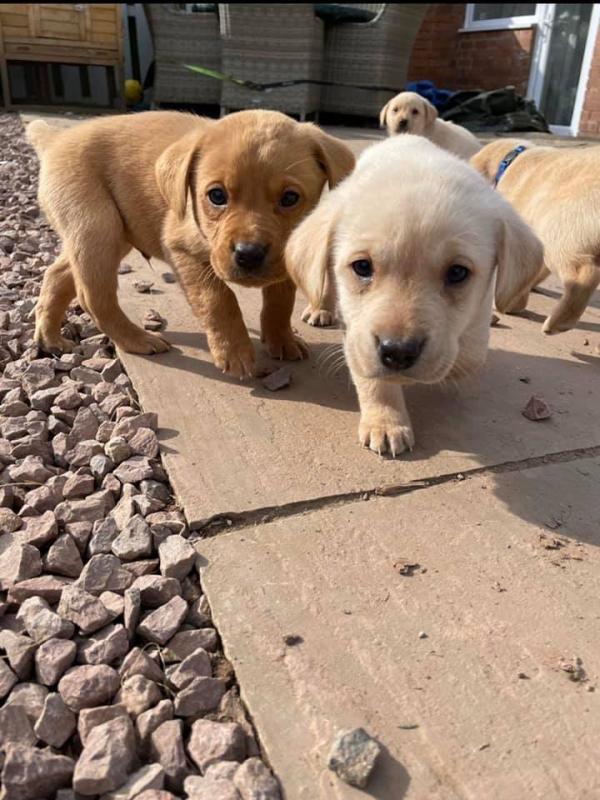 Labrador Retriever Puppies - Updated On All Shots Available For Rehoming Image eClassifieds4u