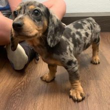 Dachshund Puppies - Updated On All Shots Available For Rehoming Image eClassifieds4U