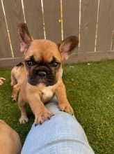 French Bulldog Puppies - Updated On All Shots Available For Rehoming Image eClassifieds4U