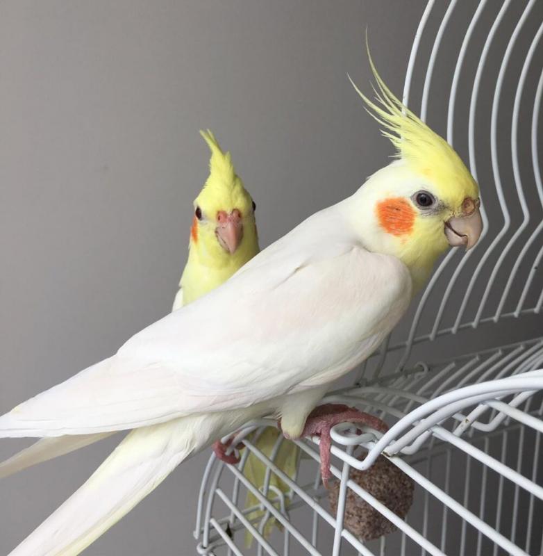 Umbrella atoo male Super Friendly, w/ Cage & Accessories... (604) 265-8412 Image eClassifieds4u