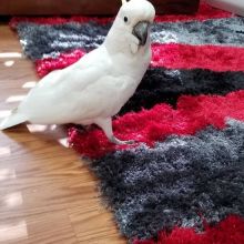 Umbrella atoo male Super Friendly, w/ Cage & Accessories... (604) 265-8412