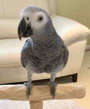 A pair of speaking African Grey parrots ready for adoption ... (604) 265-8412