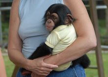 Adorable baby chimpanzees monkeys for sale ... (604) 265-8412