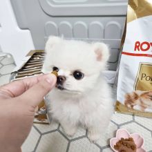 Adorable Pomeranian Puppies For Adoption