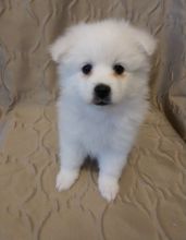 Affectional Japanese Spitz Puppies For Adoption
