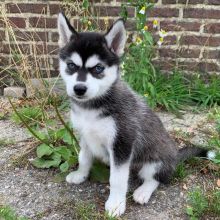 Blue-Eyed Pomsky Puppies Ready For Adoption