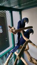 Hand Tamed Hyacinth Macaw Parrot for Adoption... (604) 265-8412