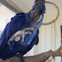 Hyacinth Macaw Parrots for Adoption ... (604) 265-8412