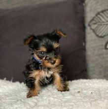 Outstanding teacup Yorkie puppies available ... (604) 265-8412