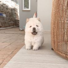 Super Adorable Ckc Chow Chow Puppies