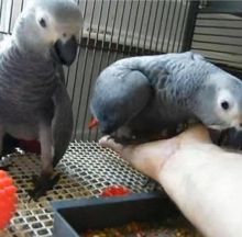 Talking African Grey Parrots for Loving Homes ... (604) 265-8412