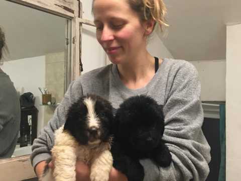 Adorable Newfoundland Puppies For Adoption Image eClassifieds4u