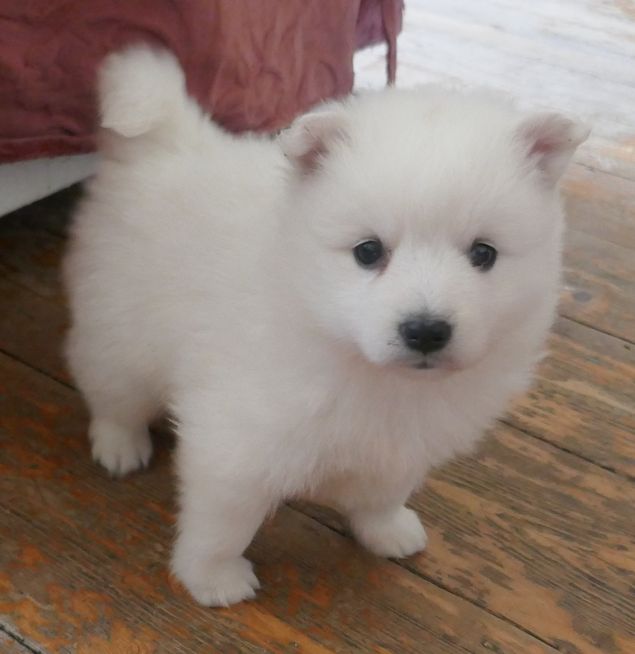 Affectionate Samoyed Puppies For Adoption Image eClassifieds4u