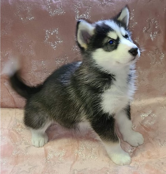 Gorgeous Alaskan Malamute Puppies For Adoption Image eClassifieds4u