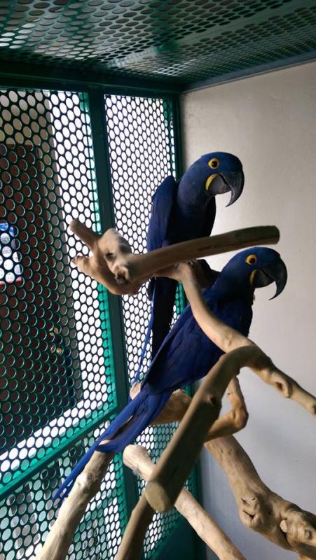 Hand Tamed Hyacinth Macaw Parrot for Adoption... (604) 265-8412 Image eClassifieds4u