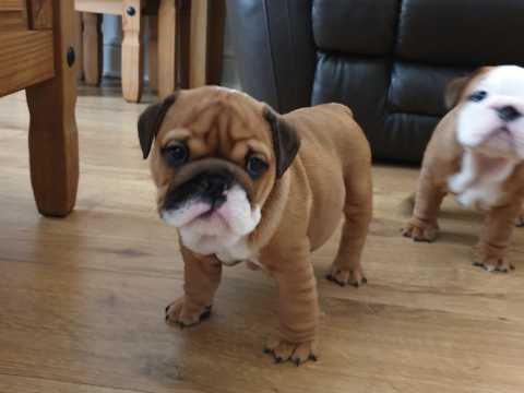 Healthy English Bulldog Puppies Available Now Image eClassifieds4u