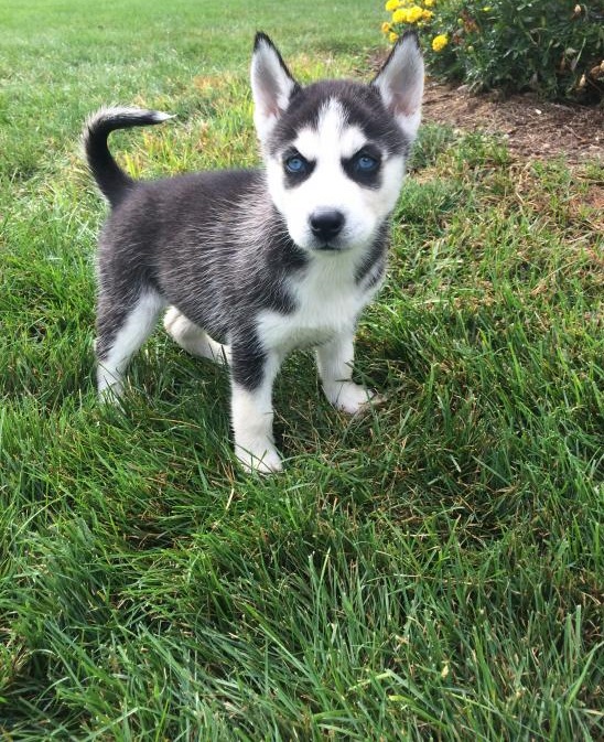 Healthy Siberian Husky Puppies Available Now Image eClassifieds4u