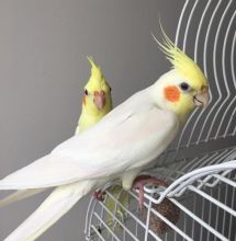 Umbrella atoo male Super Friendly, w/ Cage & Accessories... (604) 265-8412 Image eClassifieds4u 2