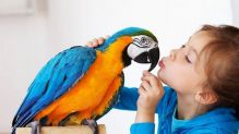 BLUE AND GOLD MACAW PARROT FOR ADOPTION ... (604) 265-8412 Image eClassifieds4U