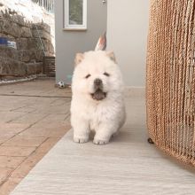 Super Adorable Ckc Chow Chow Puppies Image eClassifieds4U