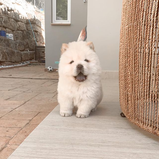 Super Adorable Ckc Chow Chow Puppies Image eClassifieds4u