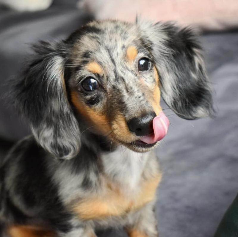 For Adoption: Dachshund Puppies,Ckc Reg. Image eClassifieds4u