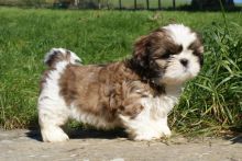 Stunning Shih Tzu Puppies Available