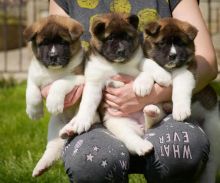 Akita Puppies Looking For New Homes