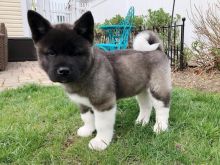 Akita puppies, male and female for adoption