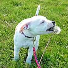 American Staffy puppies