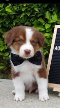 Aussie puppies, male and female for adoption