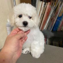 Bichon Frise puppies, male and female for adoption