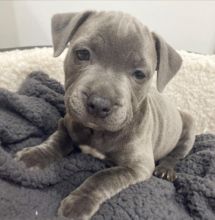 Blue Nose American Pit Bull Terrier Pups available