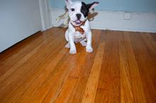 Boston Terrier puppies available,vaccinated , de-wormed, flea treated and potty trained.