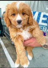 Cavapoo puppies available for adoption