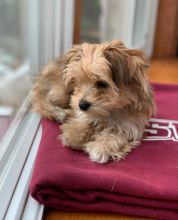 CUTE AND AMAZING MORKIE PUPPIES FOR RE-HOMING