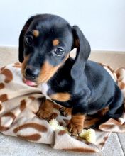 Dachshund Puppies Looking For New Homes