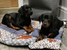 Dobermann Puppies for Adoption