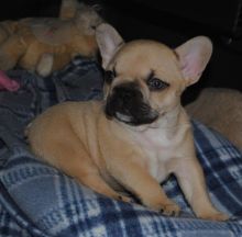 French Bulldog puppies, updated on vaccines,potty trained and socialized.