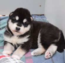 Lovely Alaskan Malamute puppies