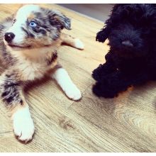 Male and Female Border Collie Puppies