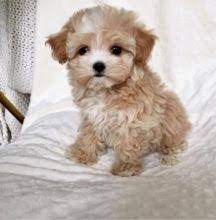 Maltipoo puppies available, updated on vaccines, dewormed and well socialized.