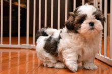 Purebred Shih Tzu Puppies for Adoption