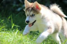 Quality Male and Female Pomsky Puppies For free