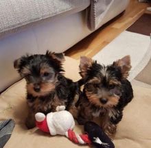 Registered Yorkshire Puppies For Re-Homing