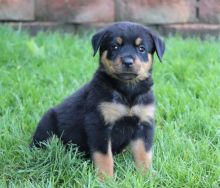 Rottweiler and German Shepherd puppies available. ( www.shanelguardianfurs.com)