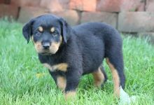 Rottweiler puppies.